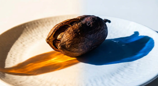 A dried Griffonia seed pod illuminated by warm sunlight and cool moonlight, symbolizing the natural source of 5-HTP and the choice between morning or evening dosage.