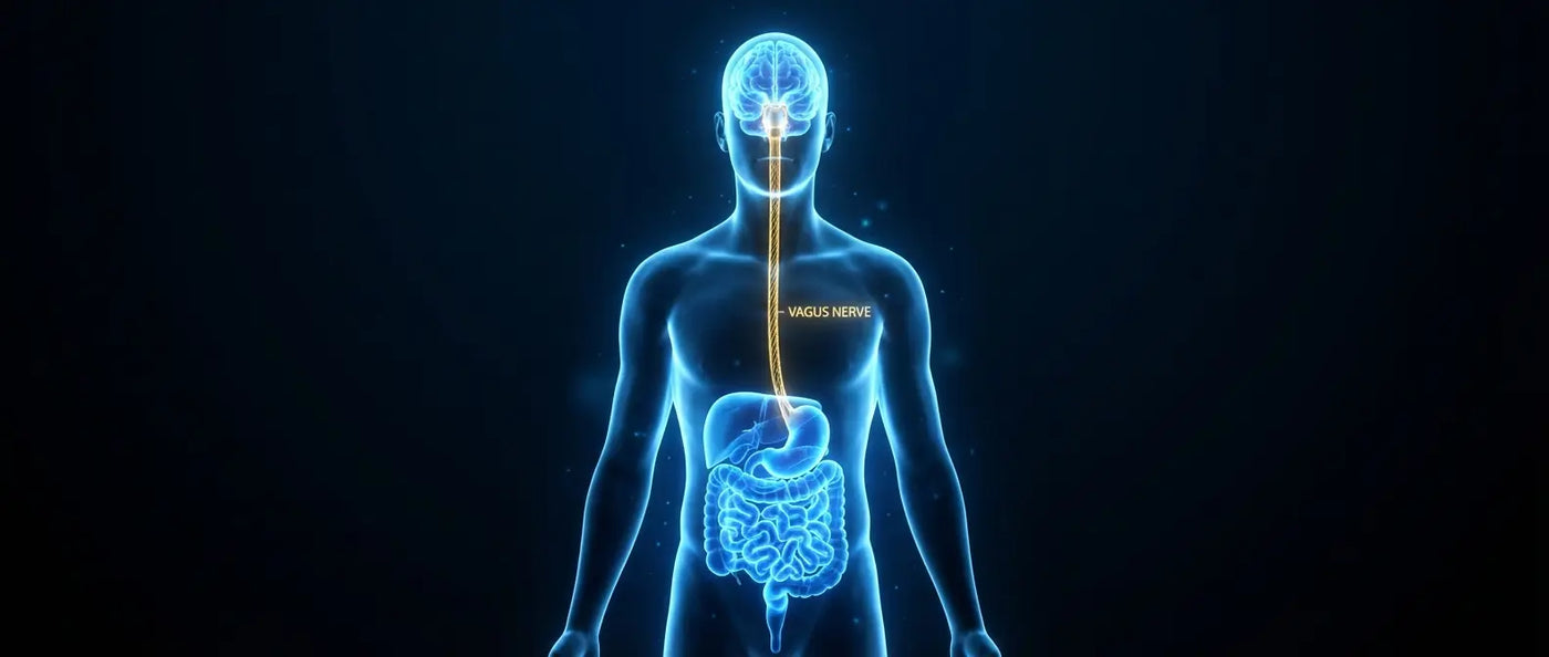 3D medical illustration showing the Vagus nerve connecting the brainstem to the intestines, demonstrating the bidirectional communication of the gut-brain axis.