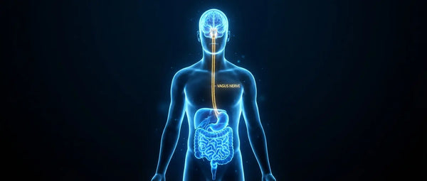 3D medical illustration showing the Vagus nerve connecting the brainstem to the intestines, demonstrating the bidirectional communication of the gut-brain axis.